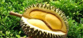 Durian Cai Mon: Ben Tre Specialty